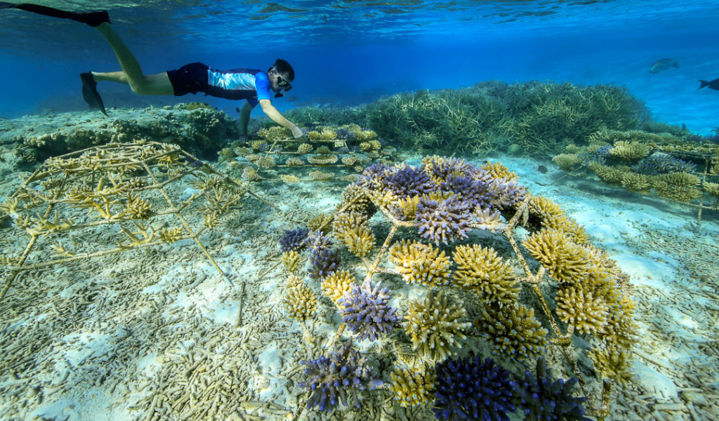 Do Your Part In Coral Growth Foot-Print With Sheraton Maldives