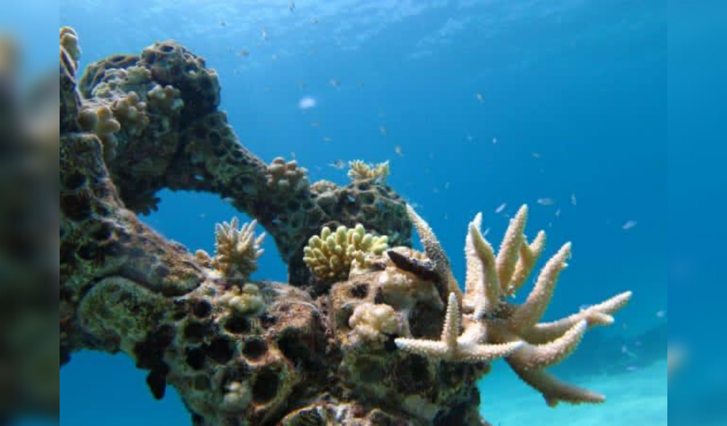 How the World Stopped for Coral Reefs to Thrive – The Story of Summer Island’s 3D Printed Reef