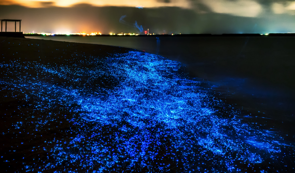 Neon Blue Beaches! The Prettiest Aliens Invading the Maldives at Night