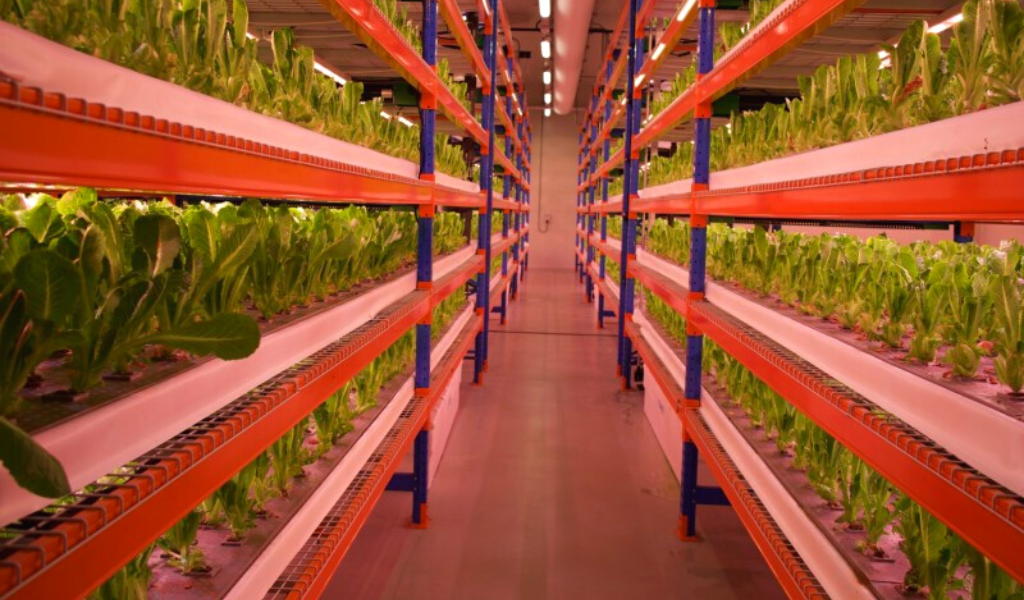 Emirates Flight Catering Debuts the Biggest Vertical Farm in the World, Based in Dubai