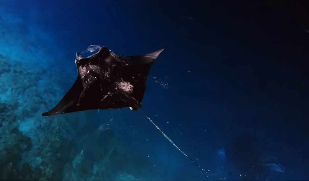 Ever Encountered a Manta Ray Just Footsteps Away from Shore? Here is Where You Can!