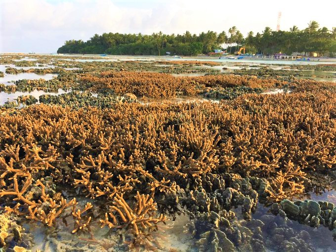 Saving the Corals at Fulhadhoo Island