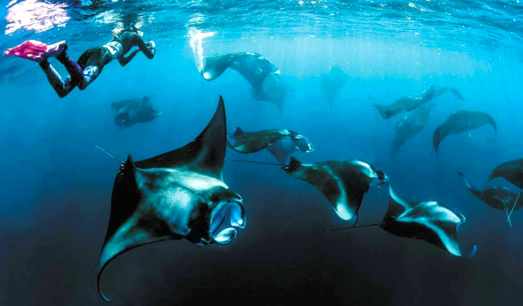 Dive with Manta’s in the Maldives with These World-Renowned Diving Hot-spots!