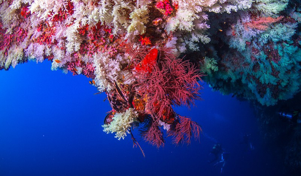 Dive Deep Into The Underwater World of the Maldives in Vaavu