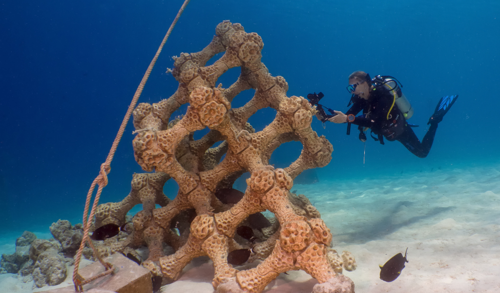 The World's Largest 3D Printed Reef is Officially in Summer Island Maldives - Guinness World Records