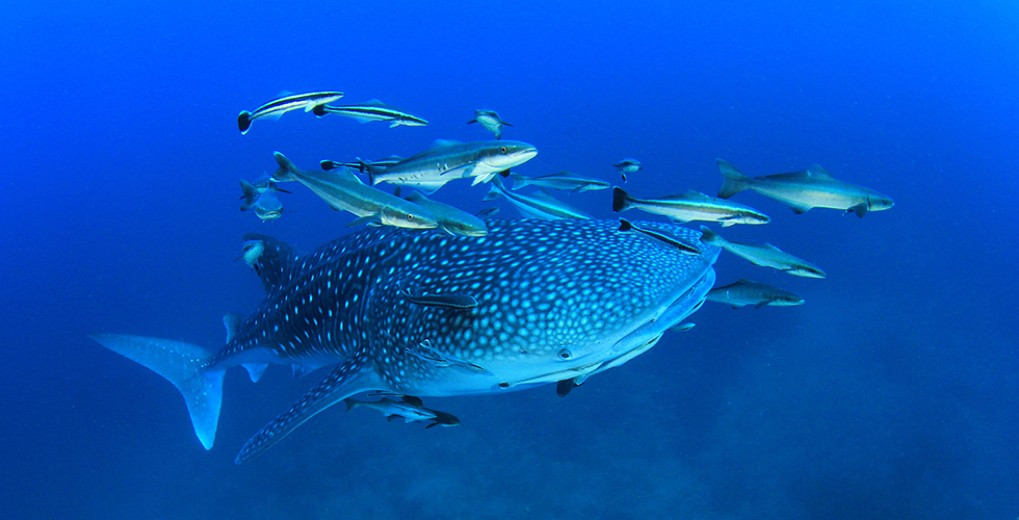 ‘The Maldives Islands Provide a Safe Habitat for Young Sharks’- PADI