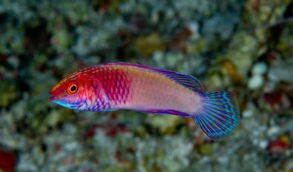 New Fish Discovered in the Beautiful Waters of the Maldives