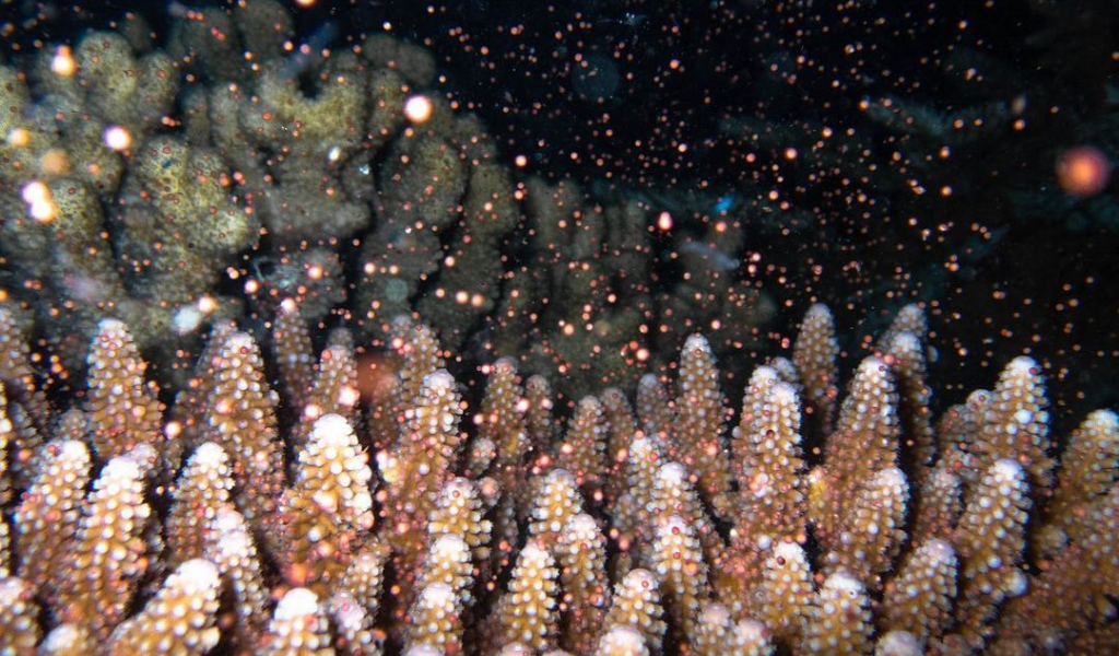 Coral Spawning Witnessed for the Second Time