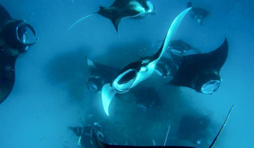 Come Face-to-Face with Underwater Marvels and Manta Rays with Dusit Thani This Season