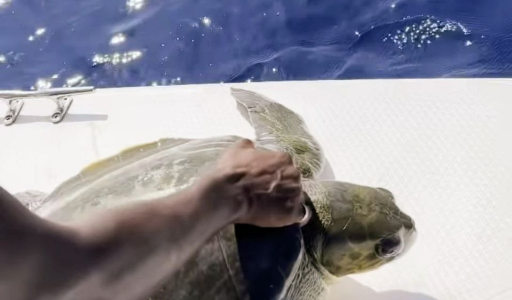 Kaani Hotel's Excursion Team Rescues Sea Turtle!