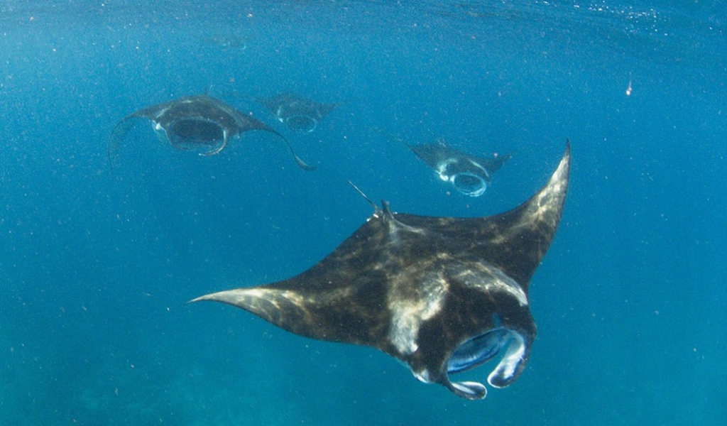 Don’t Miss Out On One Of The Most Important Manta Viewing Seasons With Komandoo Maldives!