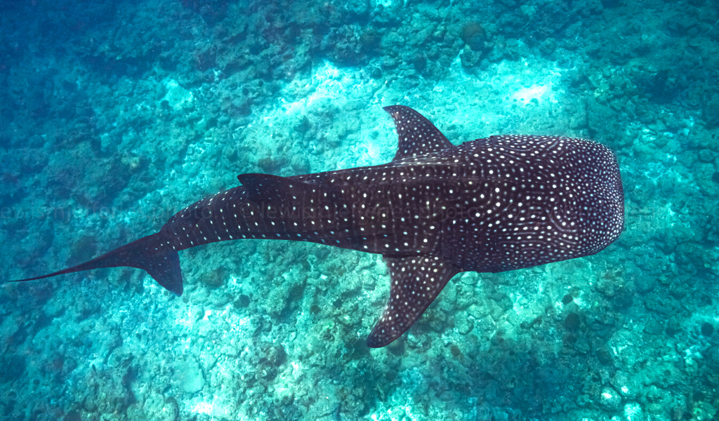 A Guide For Snorkelling With Whale Sharks