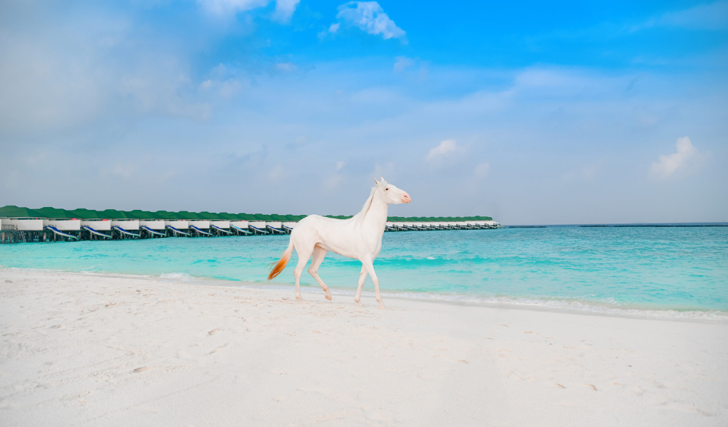 Unforgettable Pony Riding Adventures Await Kids at Siyam World Maldives