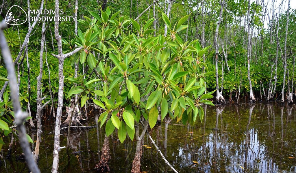 The Unsung Natural Beauty Of The Maldives- The Mangroves