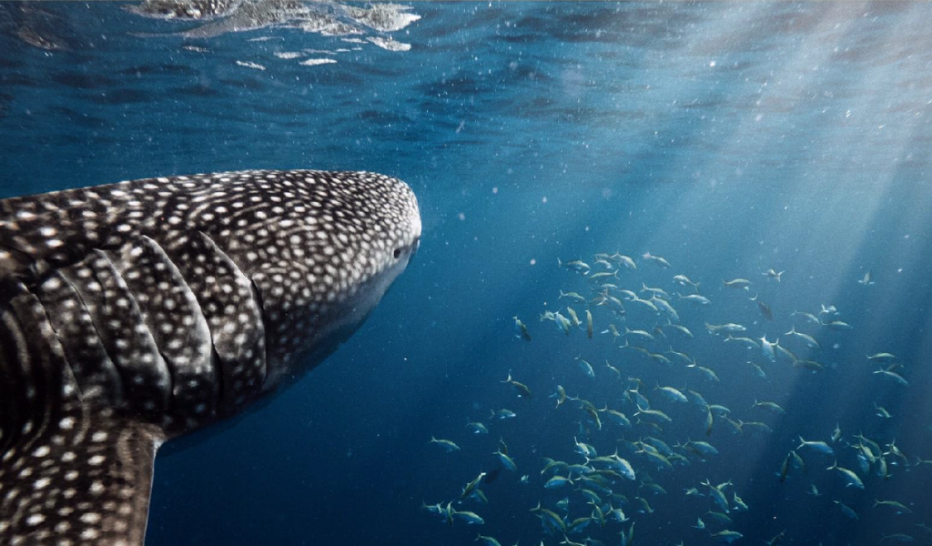 Reethi Beach Resort Joins With MWSRP To Carry Out Research Of Whale Sharks In The Hanifaru Bay