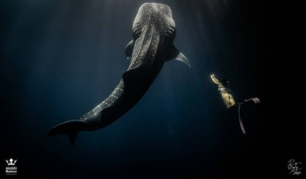 Witness Greatness in These Gentle Giants: The Whale Shark Experience.