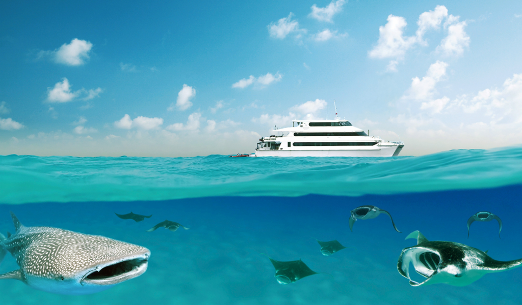The Summer of Manta Cruises washes in at Four Seasons Maldives.