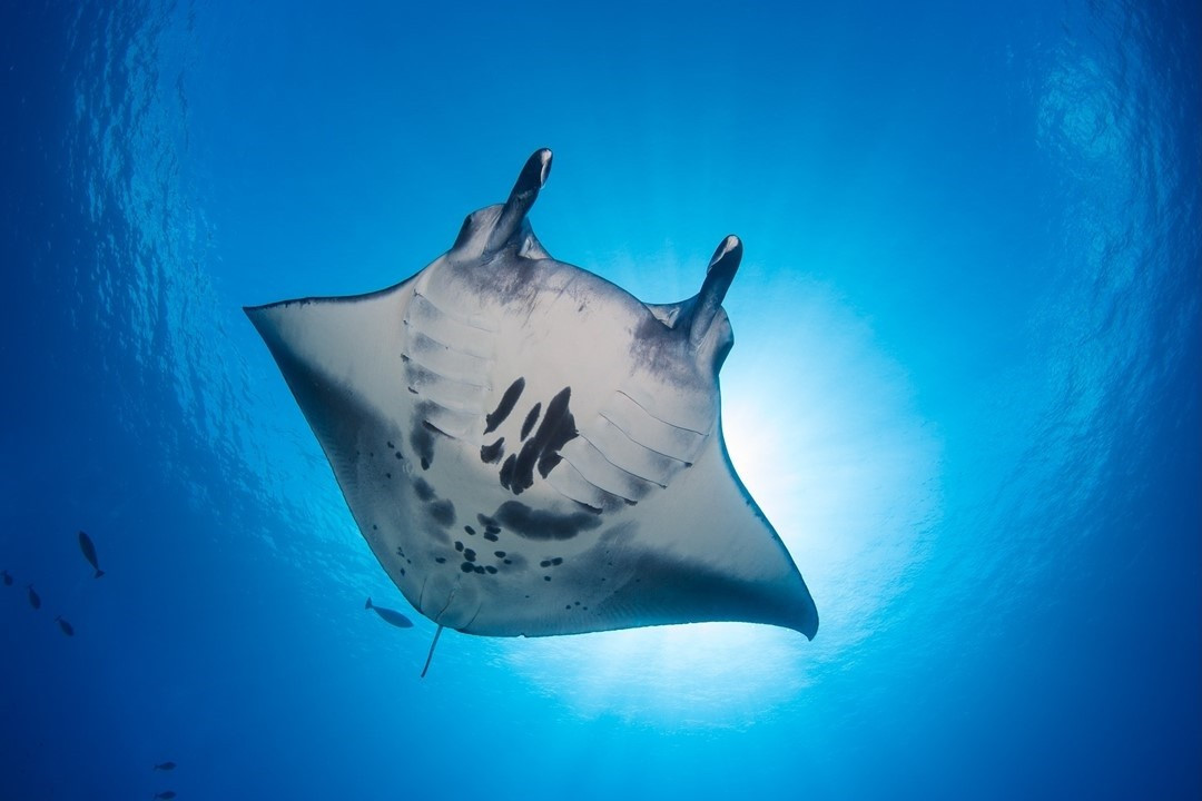 Celebrate the First Ever World Manta Day!