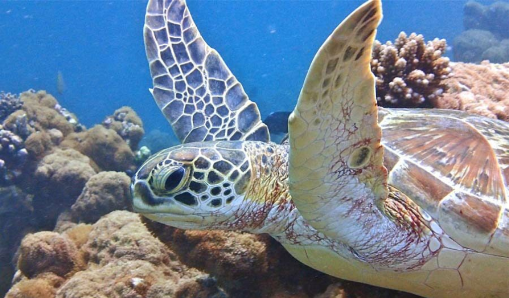 Celebrate World Turtle Day By Learning How To Swim With These Creatures