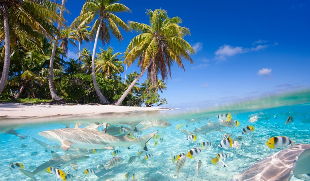 Rediscover the Safe Haven of Maldives, One of the Top Islands in the World!