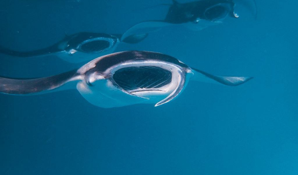 Upcoming Manta Season Promises to be the Most Exciting One Yet