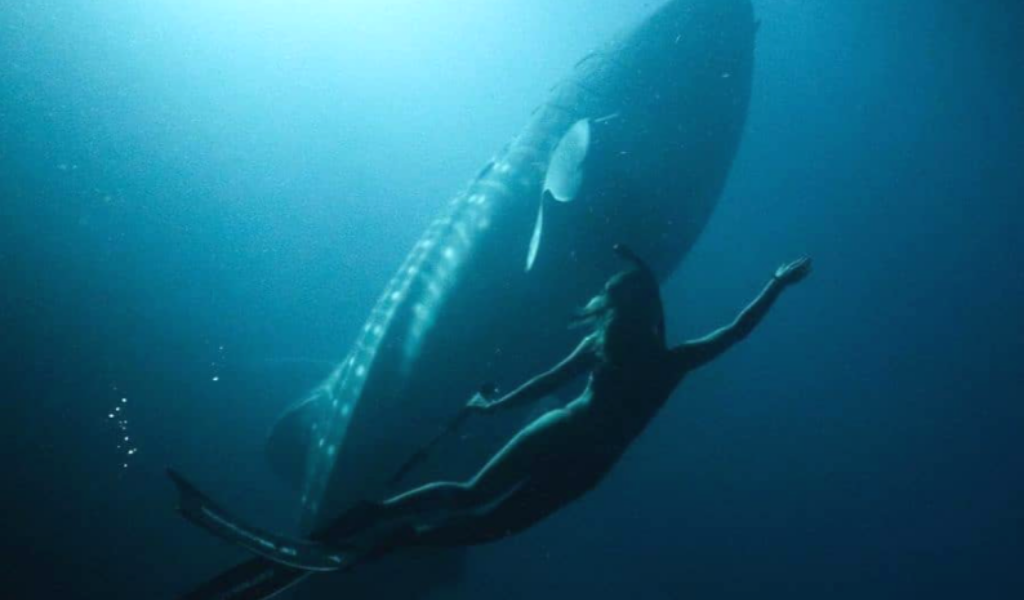 Let Raffles Meradhoo Take You to A Dance Ball with the Whale Sharks, Largest Fish in the World