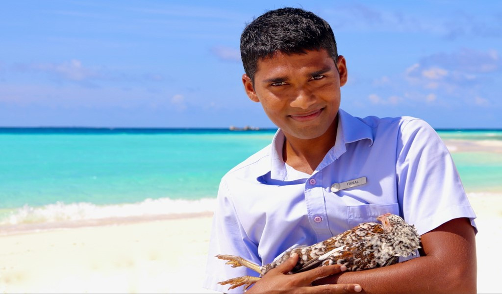 Chickens Everywhere! Check out the Newest Addition to Four Seasons Maldives' Sustainability Efforts