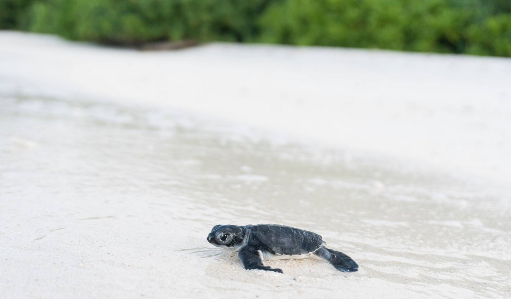 Deep in the Heart of Laamu, This Island is a Haven for Green Sea Turtles