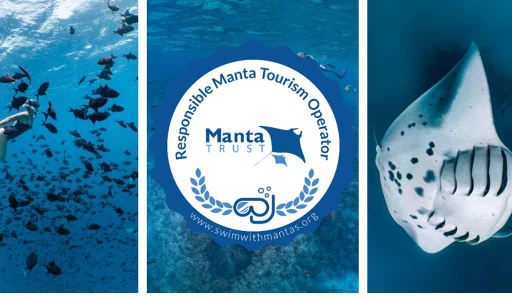 Amilla Maldives Takes An Impressive Step Towards Protecting Manta Rays
