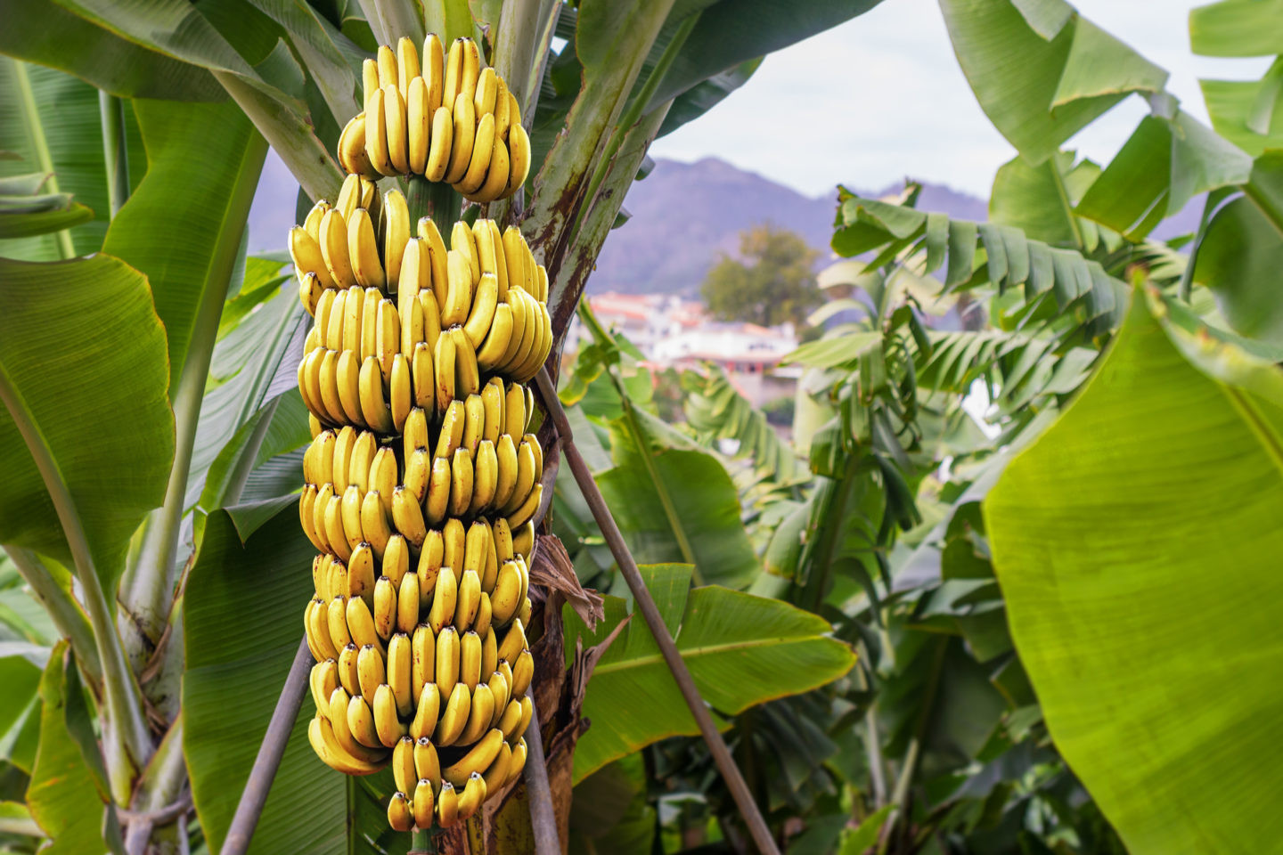 A Banana’s Journey- Endangered Fruit