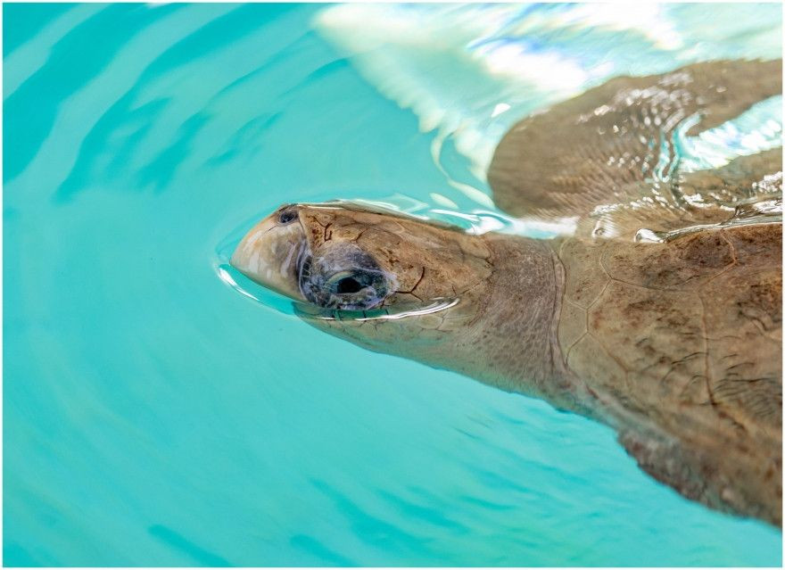 A Sea Turtle’s Journey: JOALI BEING Celebrates Kurangi’s Successful Release