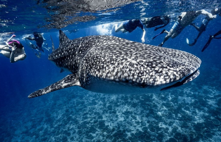 Maldives Unveils New Whale Shark Protection Policy