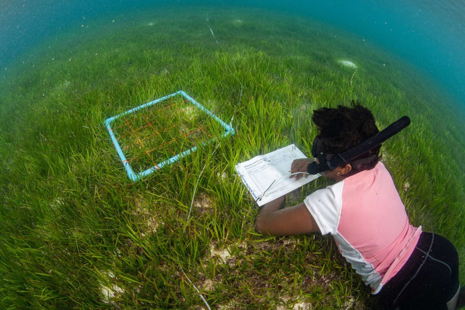 For the Love of Seagrass, Six Senses Laamu Conservation Project