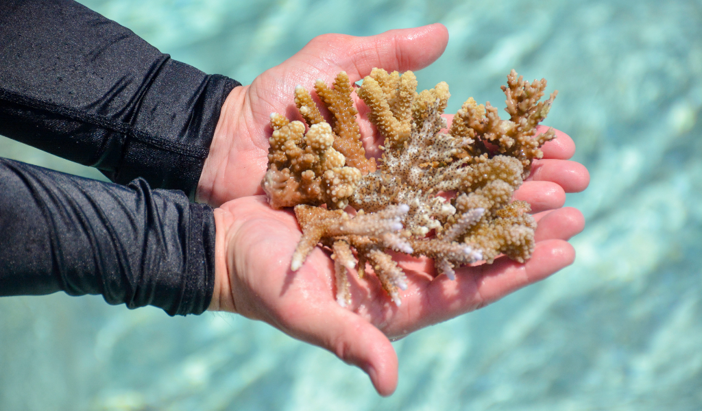 Restoring Reefs, One Coral at a Time – All About Adopting Corals at Sheraton Maldives