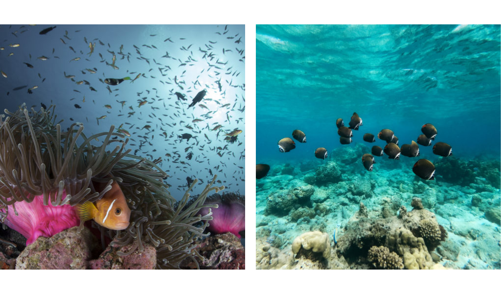 Largest Coral Conservation Initiative in the World Rolled Out in Soneva Fushi