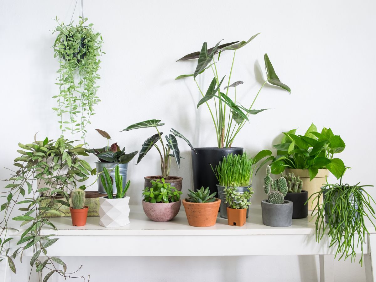 Indoor Plants Clean Air? A Big Myth