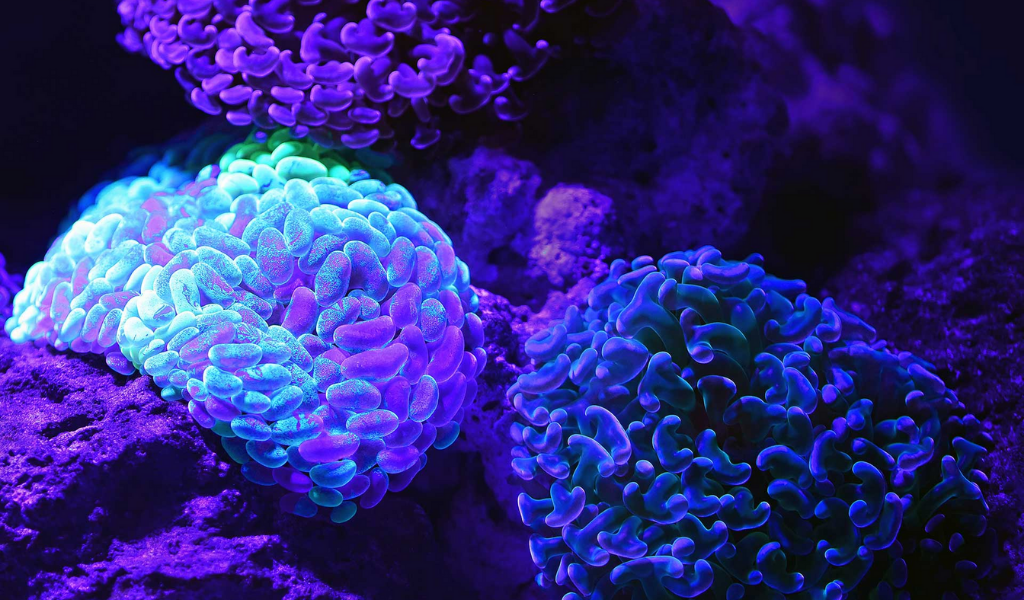 Fluorescent Coral Reefs in Maldives Look Straight Out of a Disney Movie