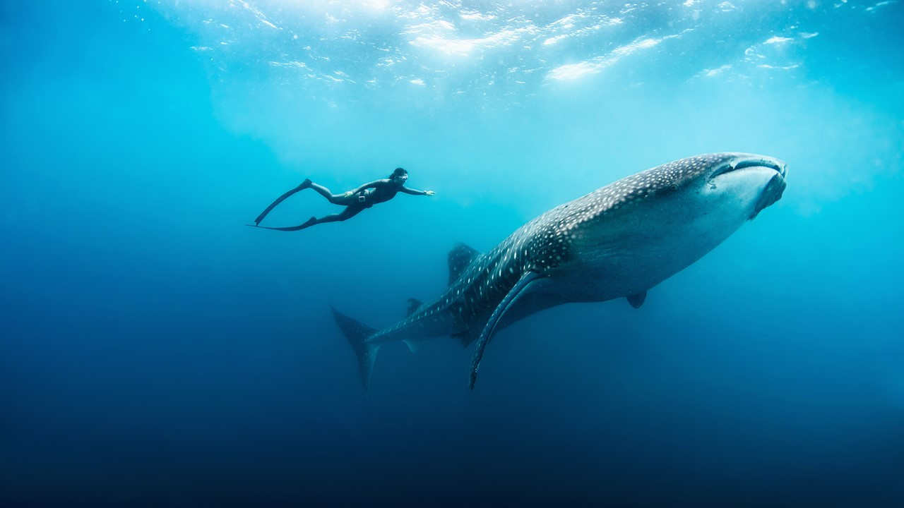 The Gentle Giants of the Maldivian Waters - International Whale Shark Day