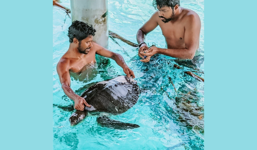 CROSSROADS Maldives Team  Helped Olive Ridley Sea Turtle Stuck in a Net.