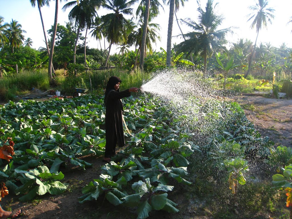 AgroNat Maldives- Developing Agriculture