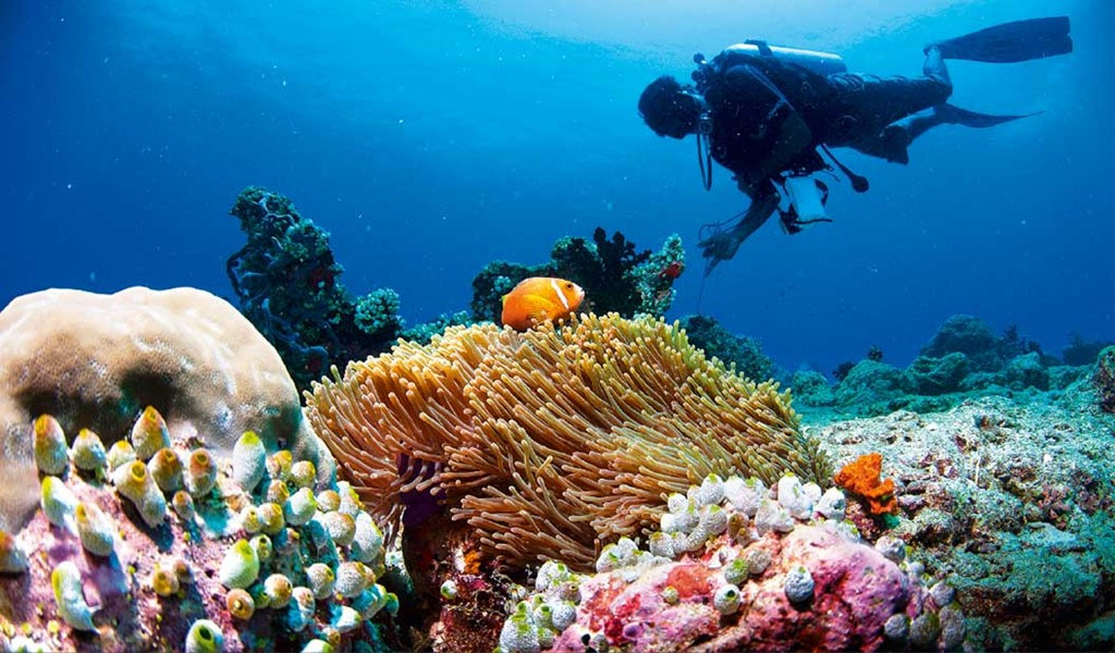 A Big Salute to Centara Ras Fushi Resort & Spa for 5 Years of Rehabilitating Corals