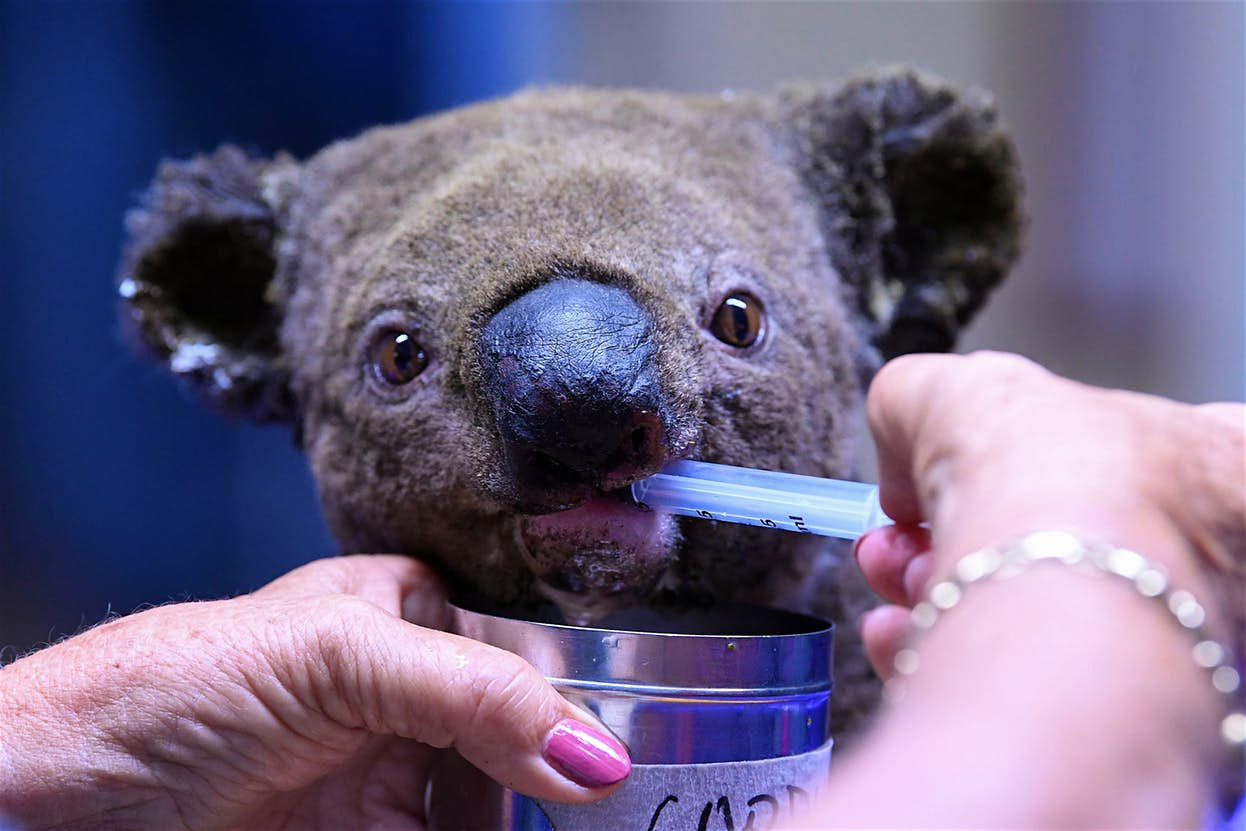 How Maldives Can Help the Koalas in Australia