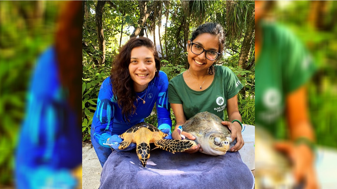 Calling Local Sea Turtles Lovers! Internship Opportunity at Coco Palm Dhuni Kolhu