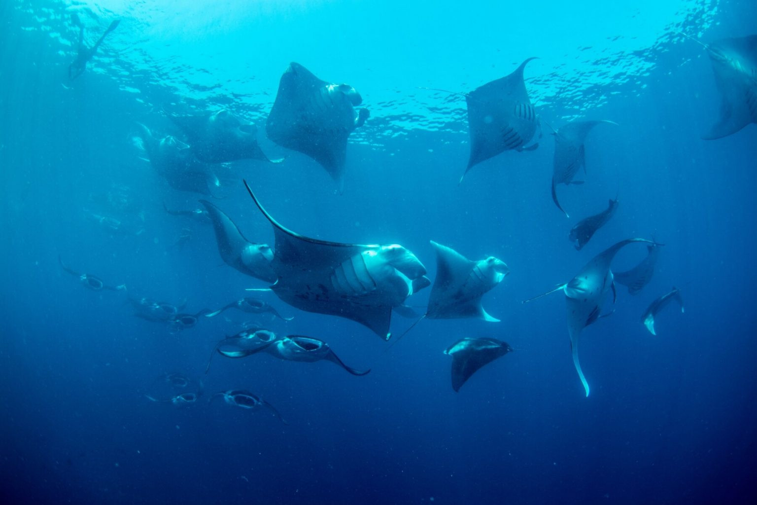 Manta Rays Thrive at InterContinental Maldives Maamunagau Resort