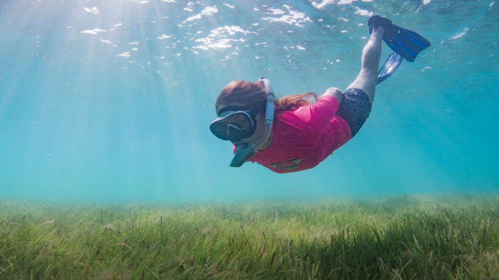 Maldives Discovers A New Species of Seagrass