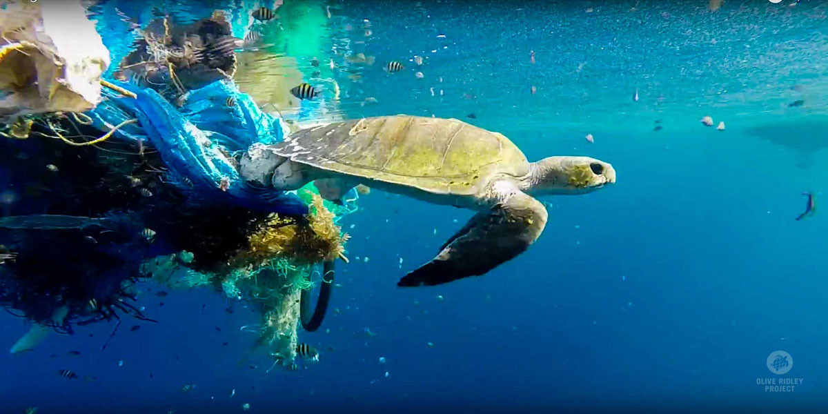 Join Together to Protect Sea Turtles on World Sea Turtle Day 2020