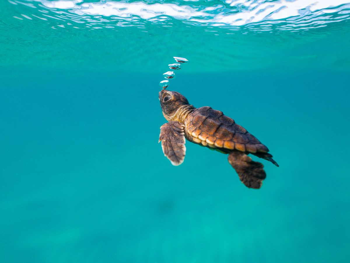 Baby Hawksbill Turtle Hatchlings Find Their Way to Sea in Vilamendhoo Island Resort & Spa