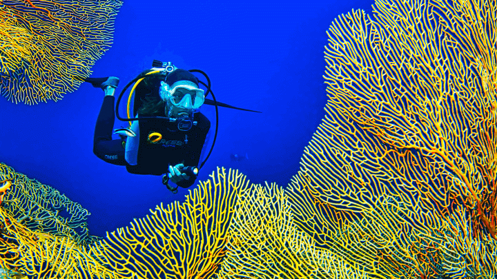 Pullman Maldives Launches Aqua Week 2025 With Reef & Seagrass Discovery