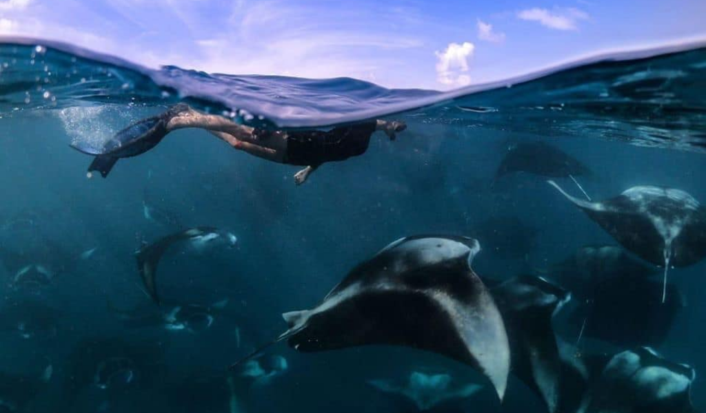 Get Up Close and Personal with the Majestic Mantas - Intern with Maldivian Manta Ray Project