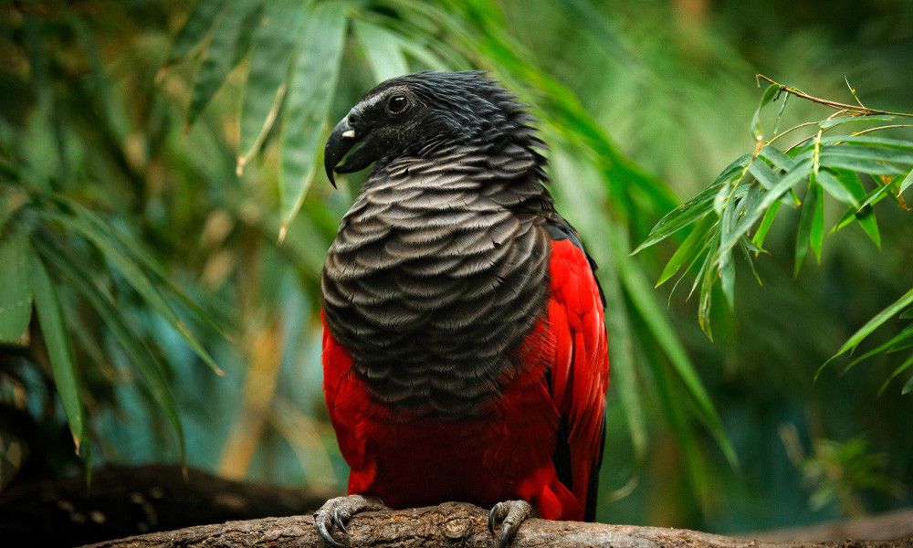 Dracula Parrots: Most Gothic Birds on Earth